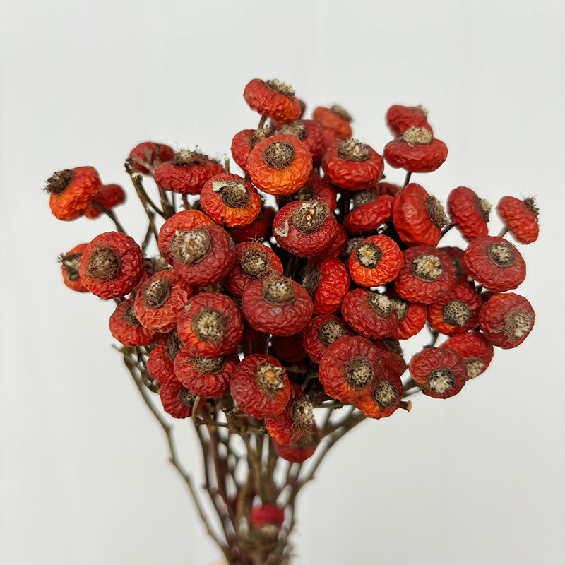 10pcs/Bunch Dried Rose Hip Ber - Dried Flower Bulk ulasan dan harga
