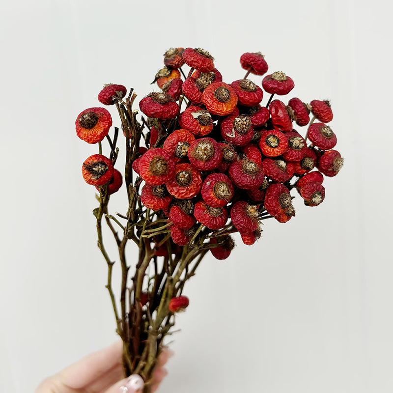 10pcs/Bunch Dried Rose Hip Ber - Dried Flower Bulk ulasan dan harga