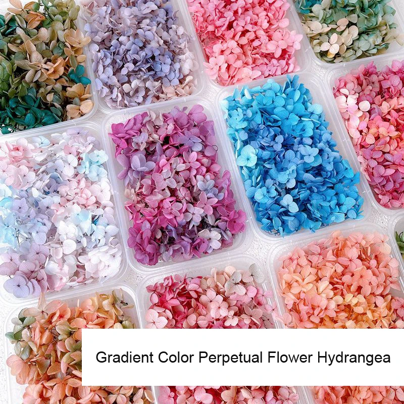 1Box Real Dried Flower Nail De - Dried Flower Bulk ulasan dan harga