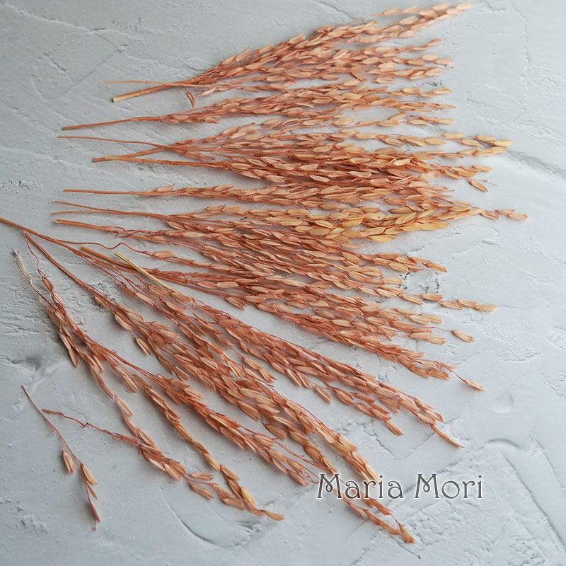 5g/Broomcorn Dyed Dried Nature - Dried Flower Bulk ulasan dan harga