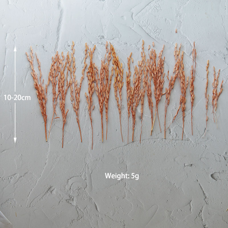 5g/Broomcorn Dyed Dried Nature - Dried Flower Bulk ulasan dan harga