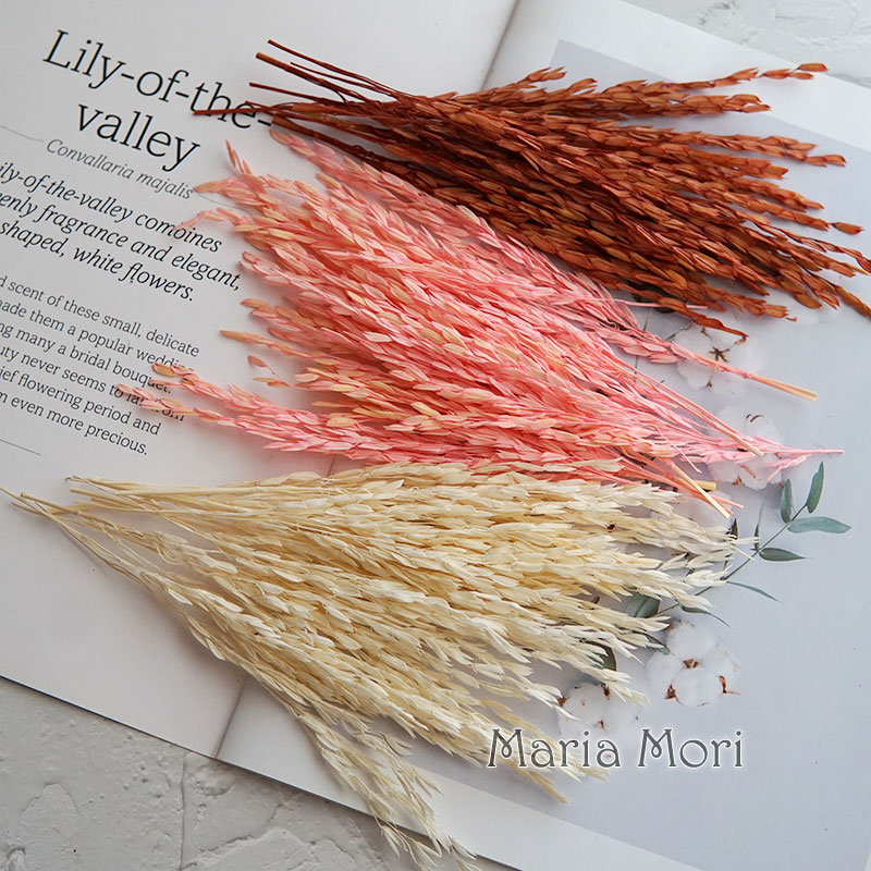 5g/Broomcorn Dyed Dried Nature - Dried Flower Bulk ulasan dan harga
