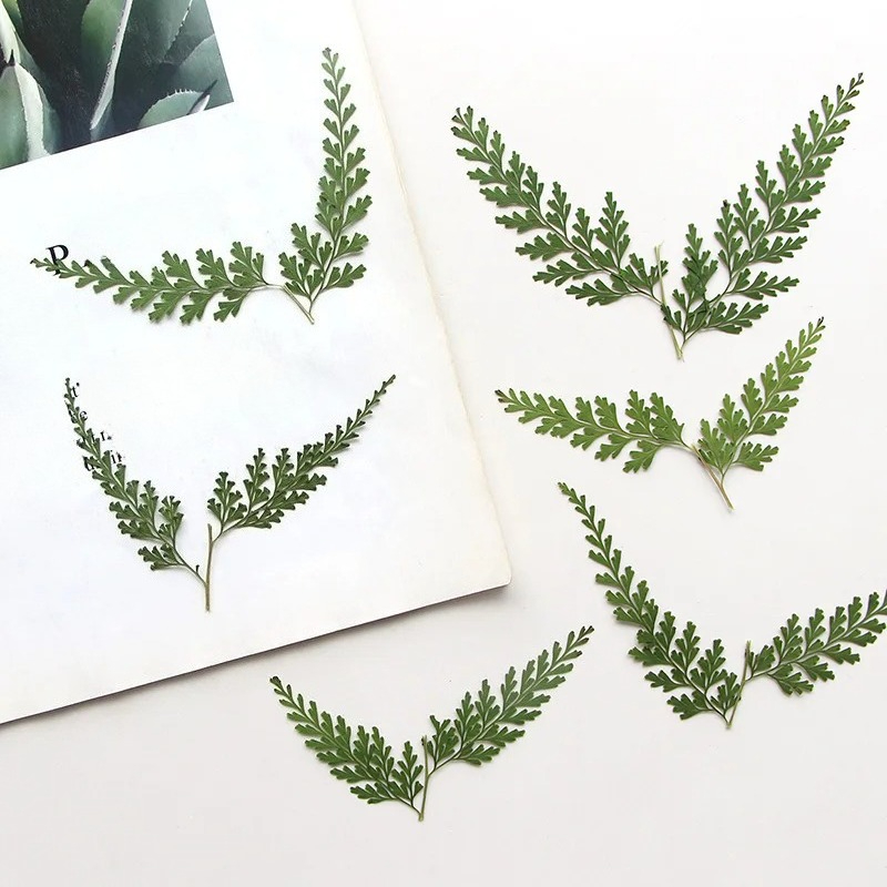 Nature Pressed Fern Branches,d - Dried Flower Bulk ulasan dan harga